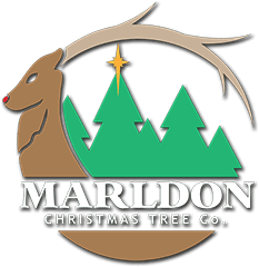 Marldon Christmas Tree Farm