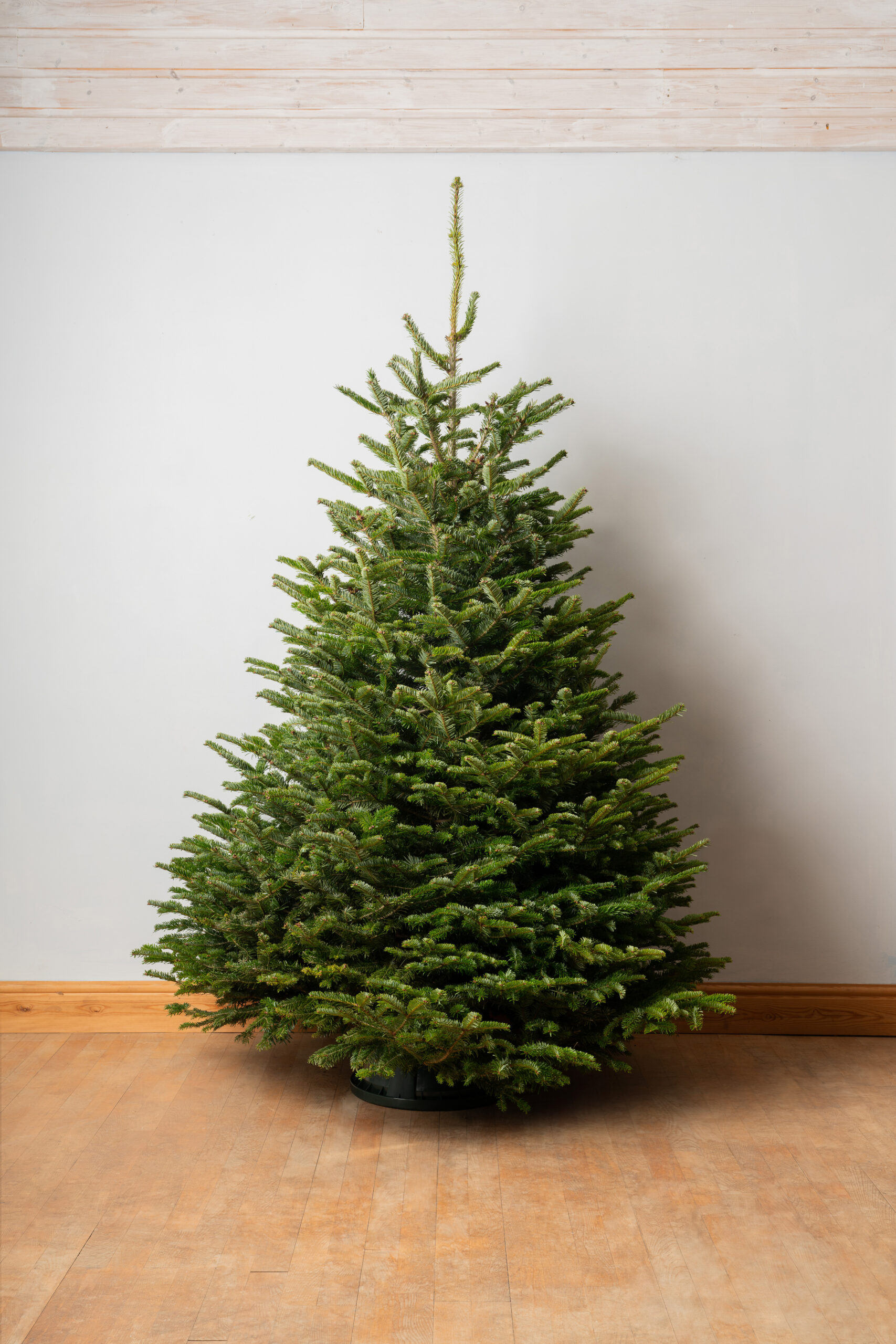 Premium Nordmann - Marldon Christmas Trees - Marldon Christmas Trees