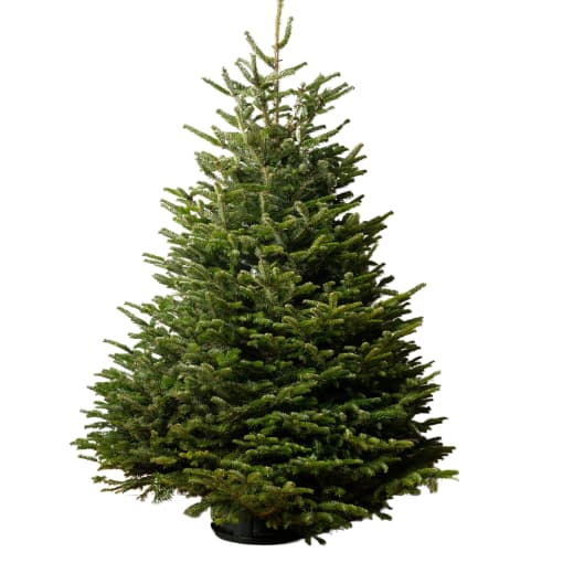 Nordman Fir Christmas Tree